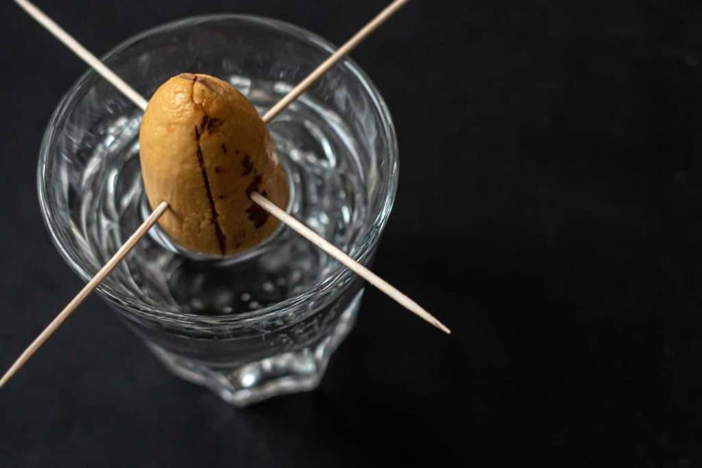 Comment faire pousser un avocat chez soi : astuces et guide complet